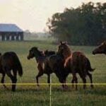 Parmak Equi-Tape 181 HV Electric Fence Tape, 492 ft L x 7/8 in W Dimensions, Heavy-Duty, Aluminum, Black/Yellow