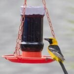 FEEDER ORIOLE JELLY