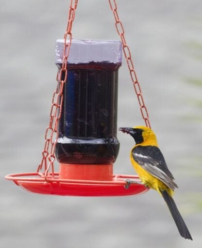 FEEDER ORIOLE JELLY